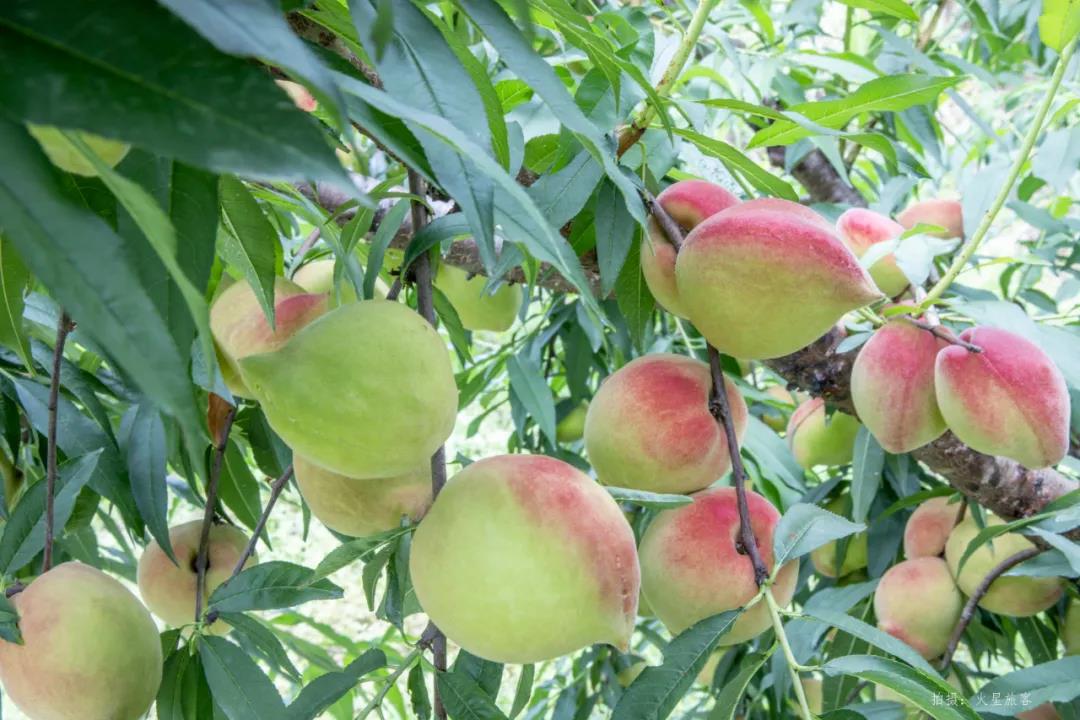 亲农好物｜翁源鹰嘴桃，好吃“桃”不掉！！