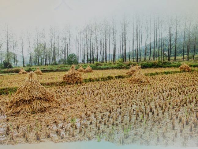肥土不废，，，沃土“搬家”
