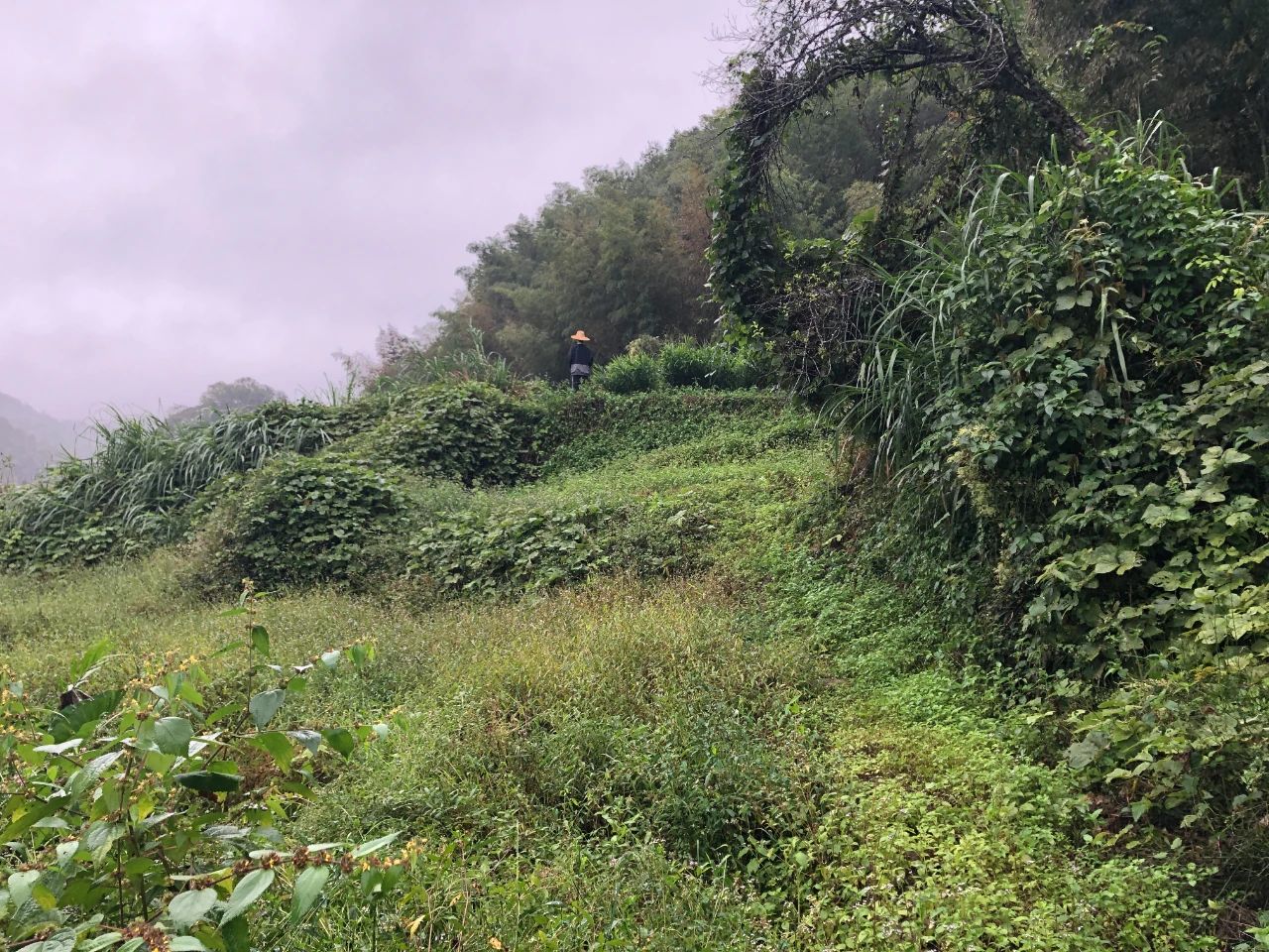 W66最给力的老牌娱乐妄想 | 我司土地整治项目二次荣登央视，，荒地变良田，，智绘好丰景